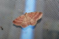 Scopula rubiginata