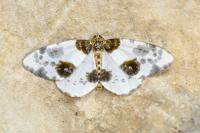Abraxas sylvata