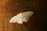 Scopula submutata roseonitens
