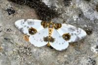 Abraxas sylvata
