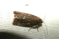 Spodoptera exigua