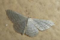 Idaea subsericeata