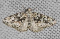 Fagivorina arenaria