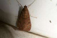 Uresiphita gilvata
