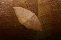 Watsonalla uncinula