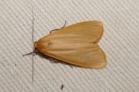 Wittia sororcula
