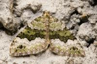 Colostygia aptata