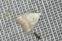 Nola aerugula