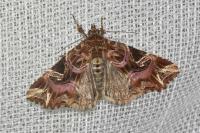 Callopistria juventina