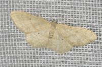 Idaea straminata