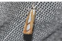 Catoptria gr. permutatellus