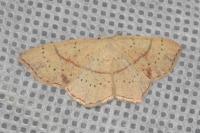 Cyclophora punctaria