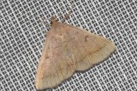 Zanclognatha lunalis