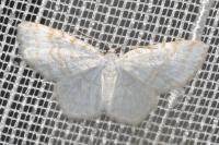 Asthena albulata