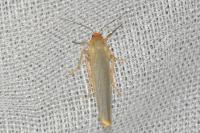 Manulea complana