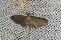 Eupithecia virgaureata