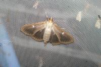Cydalima perspectalis