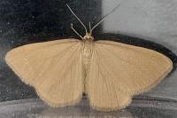 Minoa murinata