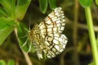 Chiasmia clathrata