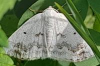 Lomographa temerata