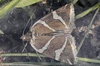 Deltote bankiana