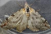 Aplocera