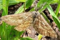Ematurga atomaria