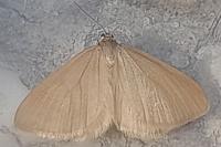 Minoa murinata