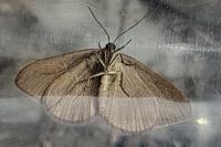 Minoa murinata