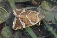 Deltote bankiana