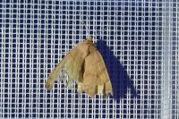 Cosmia trapezina