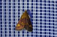 Pyrausta aurata