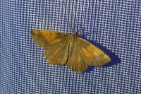 Angerona prunaria