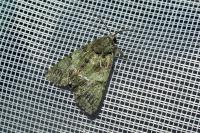 Polyphaenis sericata