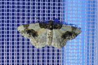 Ligdia adustata
