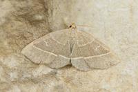 Trisateles emortualis