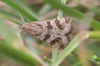 Nomophila noctuella