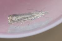 Chrysoteuchia culmella