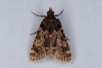 Aglossa caprealis