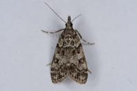 Eudonia lacustrata