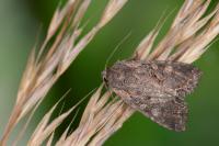 Lacanobia aliena