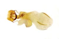 Lacanobia aliena