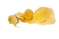 Lacanobia aliena