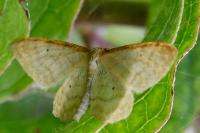 Idaea humiliata