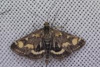 Pyrausta purpuralis