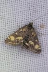Pyrausta purpuralis
