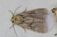 Apamea epomidion