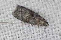 Phycita roborella
