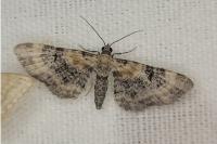 Eupithecia linariata/pulchellata/pyreneata