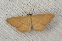 Idaea ochrata